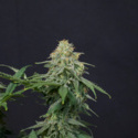 Wedding Cheesecake FF (FastBuds) feminizovaná