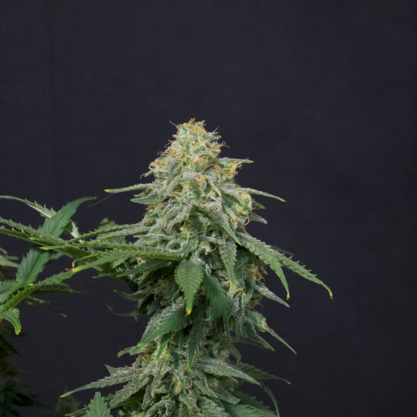 Wedding Cheesecake FF (FastBuds) feminizovaná