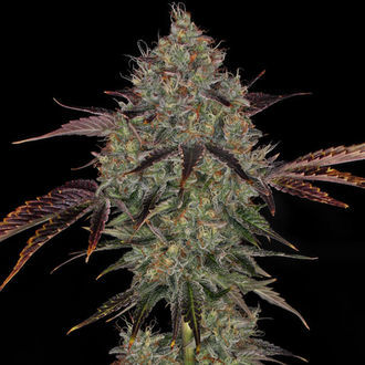Jealousy (Zamnesia Seeds) feminizovaná