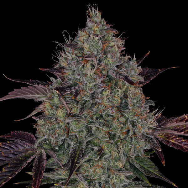 Jealousy (Zamnesia Seeds) feminizovaná
