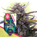 Jealousy (Zamnesia Seeds) feminizovaná