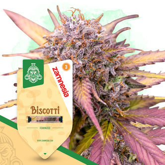 Biscotti (Zamnesia Seeds) feminizovan&aacute;