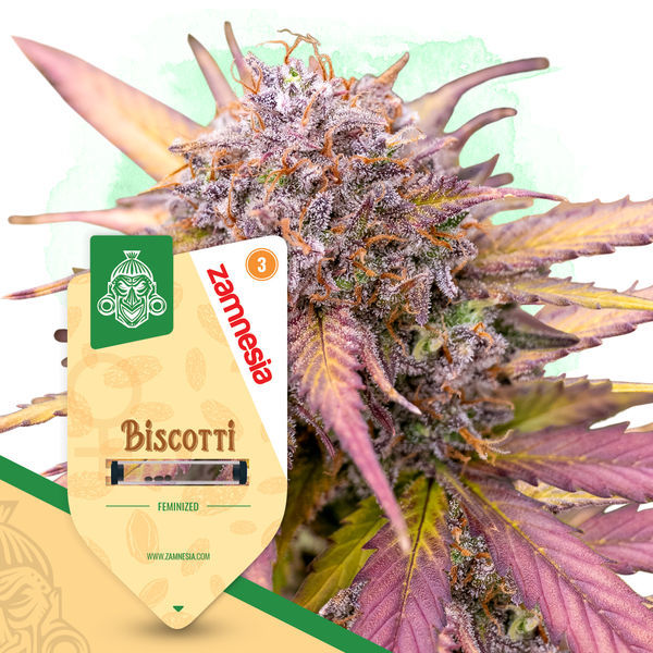 Biscotti (Zamnesia Seeds) feminizovaná