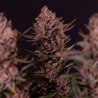 Biscotti (Zamnesia Seeds) feminizovaná