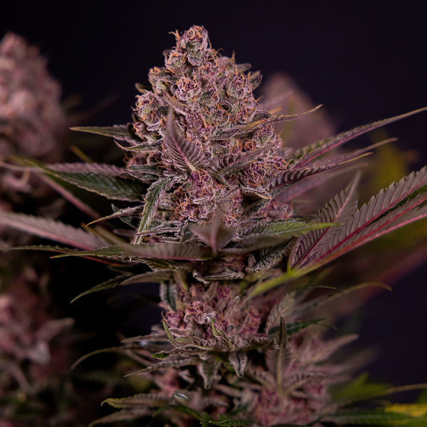 Biscotti (Zamnesia Seeds) feminizovaná