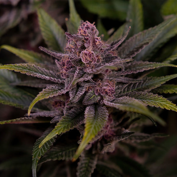 Biscotti (Zamnesia Seeds) feminizovaná