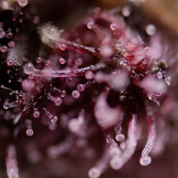 Biscotti (Zamnesia Seeds) feminizovaná