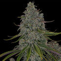 Strawberry Cough (Zamnesia Seeds) feminizovaná