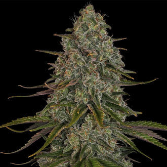 Strawberry Cough (Zamnesia Seeds) feminizovaná