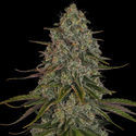 Strawberry Cough (Zamnesia Seeds) feminizovaná
