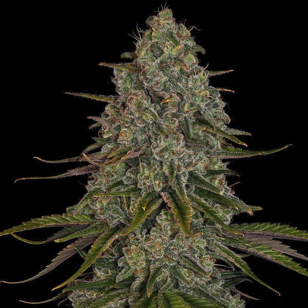 Strawberry Cough (Zamnesia Seeds) feminizovaná