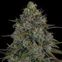 Strawberry Cough (Zamnesia Seeds) feminizovaná
