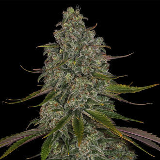 Strawberry Cough (Zamnesia Seeds) feminizovaná