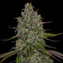 Strawberry Cough (Zamnesia Seeds) feminizovaná
