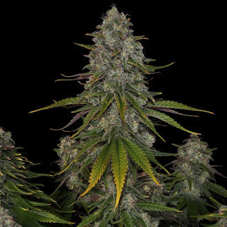 Strawberry Cough (Zamnesia Seeds) feminizovaná