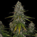 Strawberry Cough (Zamnesia Seeds) feminizovaná