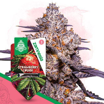 Strawberry Cough (Zamnesia Seeds) feminizovan&aacute;