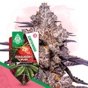 Strawberry Cough (Zamnesia Seeds) feminizovaná