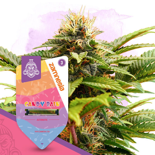 Candy Rain Samonakvétací (Zamnesia Seeds) feminizovaná