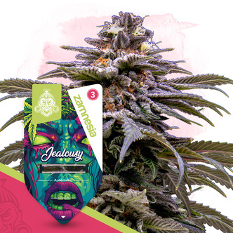 Jealousy Samonakv&eacute;tac&iacute; (Zamnesia Seeds) Feminizovan&aacute;