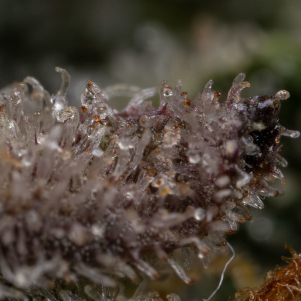 Black Orchid Samonakvétací (Zamnesia Seeds) feminizovaná