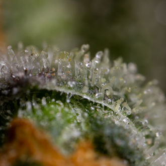 Black Orchid Samonakvétací (Zamnesia Seeds) feminizovaná