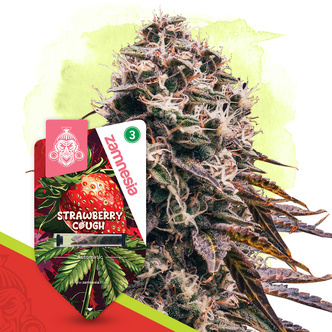 Strawberry Cough Samonakv&eacute;tac&iacute; (Zamnesia Seeds) feminizovan&aacute;
