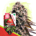 Strawberry Cough Samonakvétací (Zamnesia Seeds) feminizovaná