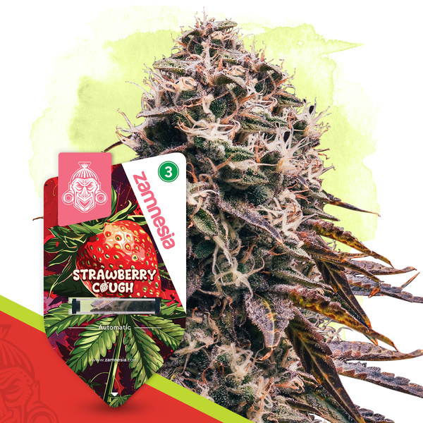 Strawberry Cough Samonakvétací (Zamnesia Seeds) feminizovaná