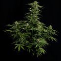 Epsilon F1 Samonakvétací (Royal Queen Seeds) Feminizovaná