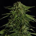 Epsilon F1 Samonakvétací (Royal Queen Seeds) Feminizovaná