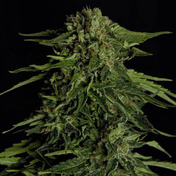 Epsilon F1 Samonakvétací (Royal Queen Seeds) Feminizovaná