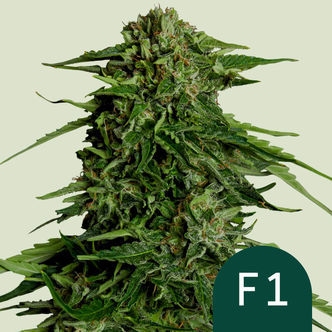 Epsilon F1 Samonakv&eacute;tac&iacute; (Royal Queen Seeds) Feminizovan&aacute;