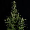 Medusa F1 Samonakvétací (Royal Queen Seeds) Feminizovaná