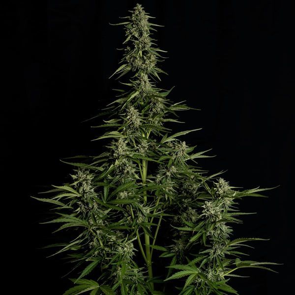 Medusa F1 Samonakvétací (Royal Queen Seeds) Feminizovaná