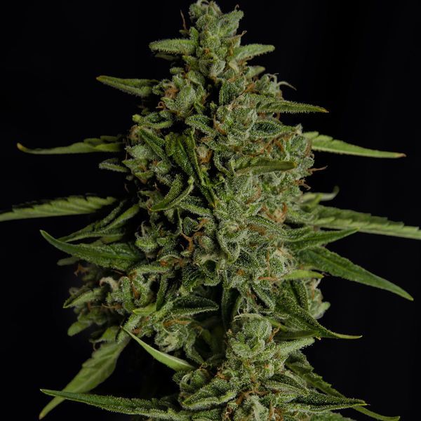 Medusa F1 Samonakvétací (Royal Queen Seeds) Feminizovaná