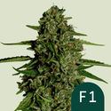 Medusa F1 Samonakvétací (Royal Queen Seeds) Feminizovaná
