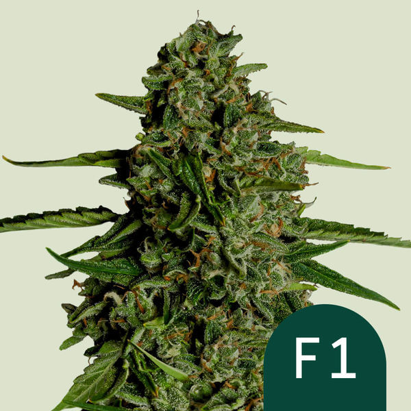 Medusa F1 Samonakvétací (Royal Queen Seeds) Feminizovaná