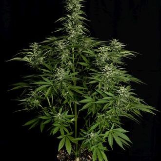 Hyperion F1 Samonakvétací (Royal Queen Seeds) feminizovaná