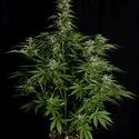 Hyperion F1 Samonakvétací (Royal Queen Seeds) feminizovaná