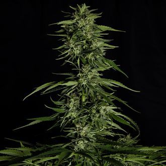 Hyperion F1 Samonakvétací (Royal Queen Seeds) feminizovaná