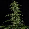 Hyperion F1 Samonakvétací (Royal Queen Seeds) feminizovaná