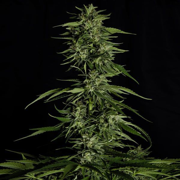Hyperion F1 Samonakvétací (Royal Queen Seeds) feminizovaná