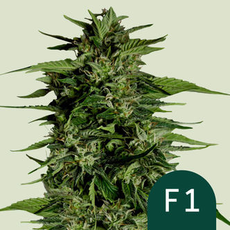 Hyperion F1 Samonakv&eacute;tac&iacute; (Royal Queen Seeds) feminizovan&aacute;