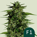Hyperion F1 Samonakvétací (Royal Queen Seeds) feminizovaná