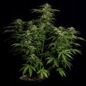 Apollo F1 Samonakvétací (Royal Queen Seeds) Feminizovaná