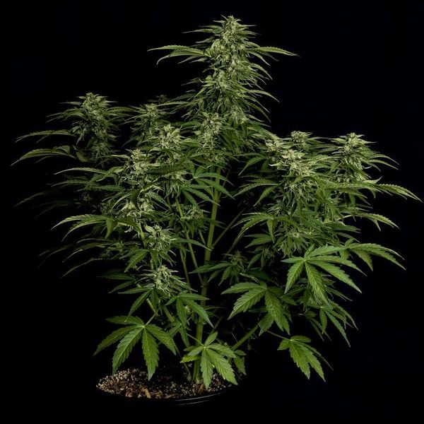 Apollo F1 Samonakvétací (Royal Queen Seeds) Feminizovaná