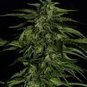 Apollo F1 Samonakvétací (Royal Queen Seeds) Feminizovaná