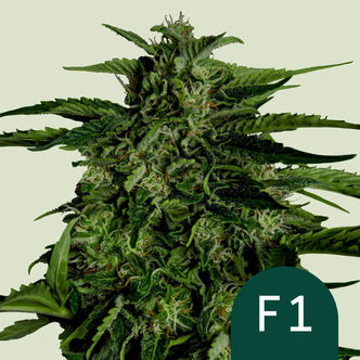 Apollo F1 Samonakv&eacute;tac&iacute; (Royal Queen Seeds) Feminizovan&aacute;