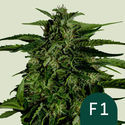 Apollo F1 Samonakvétací (Royal Queen Seeds) Feminizovaná